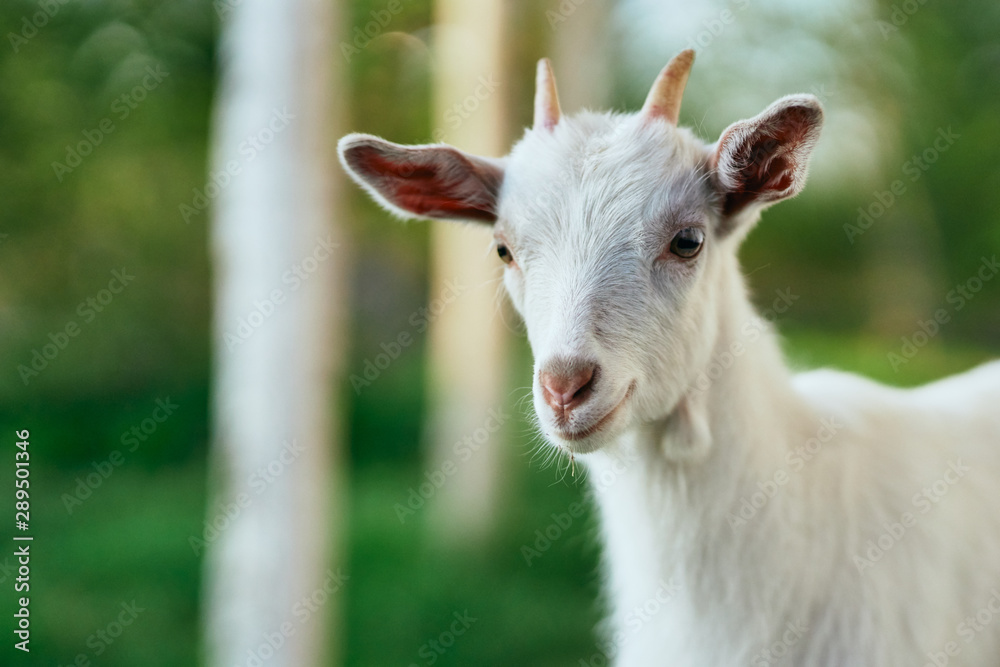 white goat on the meadow