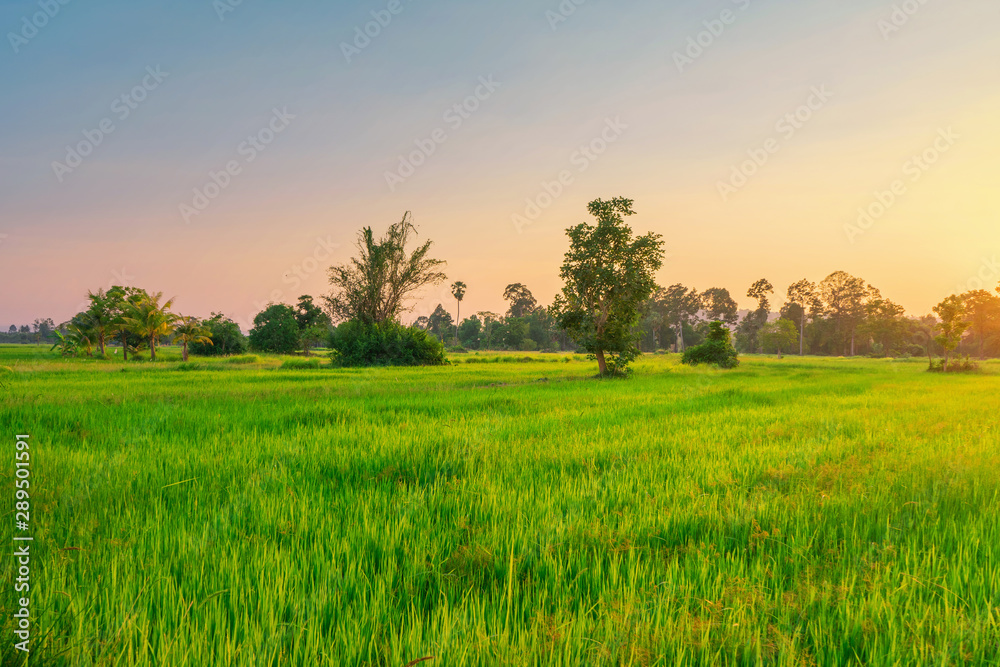 Green rice field , Khon Buri in Nakhon Ratchasima at Thailand.