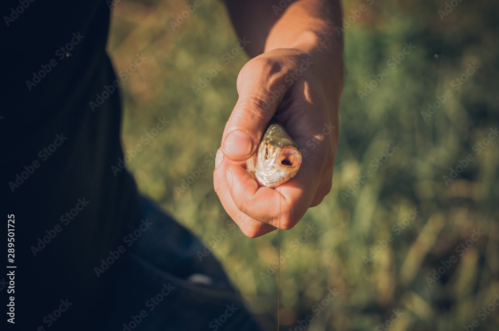 Mens hands holding a rudd fish - Scardinius erythrophthalmus -caught during fishing Mens hands holding a rudd fish - Scardinius erythrophthalmus -caught during fishing