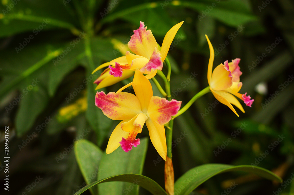 Orquídea amarilla en bosque tropical de Brasil Orquídea amarilla en bosque tropical de Brasil