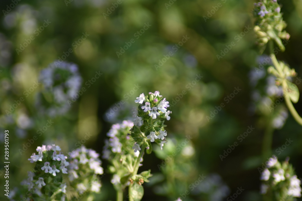 Blühender Zitronen-Thymian (Thymus citriodorus) Blühender Zitronen-Thymian (Thymus citriodorus)