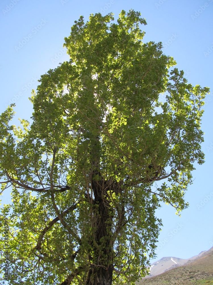 Obraz premium green trees