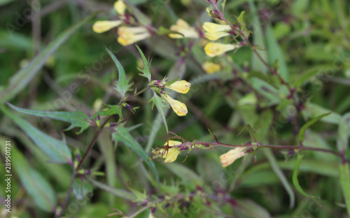 Melampyrum lineare, commonly called the narrowleaf cow wheat flower