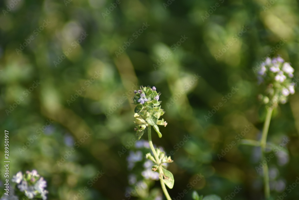 Blühender Zitronen-Thymian (Thymus citriodorus) Blühender Zitronen-Thymian (Thymus citriodorus)