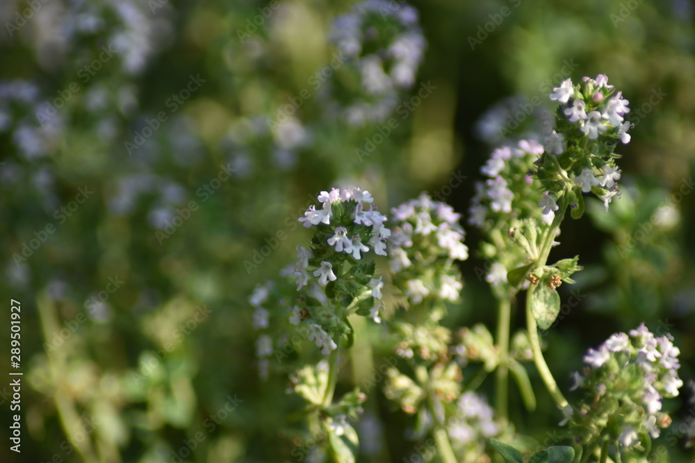 Blühender Zitronen-Thymian (Thymus citriodorus) Blühender Zitronen-Thymian (Thymus citriodorus)