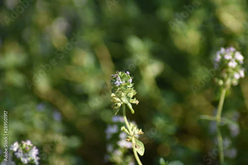 Blühender Zitronen-Thymian (Thymus citriodorus) photo