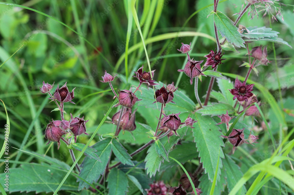Comarum palustre flower, known as the purple marshlocks, swamp cinquefoil and marsh cinquefoil Comarum palustre flower, known as the purple marshlocks, swamp cinquefoil and marsh cinquefoil
