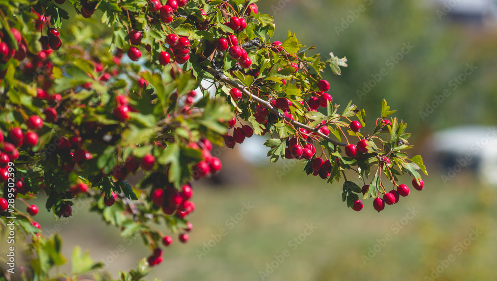 Autumn berries and fruits