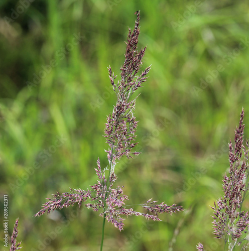 Holcus lanatus, Common names include Yorkshire fog, tufted grass, and meadow soft grass photo