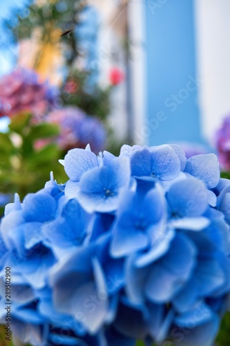 Blooming hydrangea. Floral background. Background of blooming flowers photo