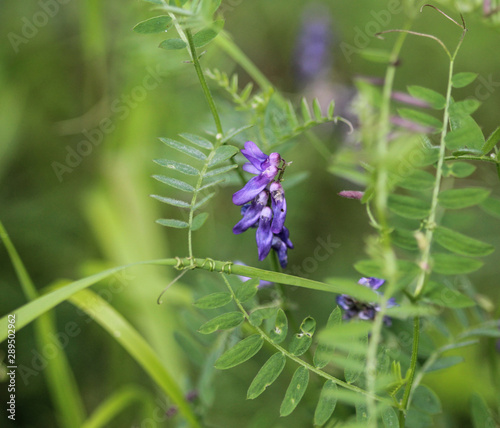 Vicia villosa flower, known as the hairy vetch, fodder vetch or winter vetch