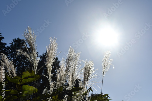 tree and blue sky