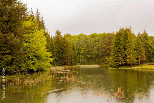 Opacua forest, which is located in Alava