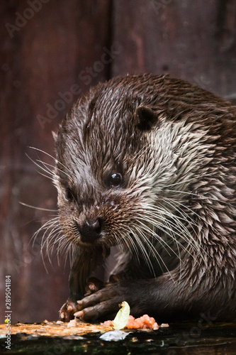 muzzle of an otter, portrait of a baleen otter - closeup animal animal of Europe and Siberia