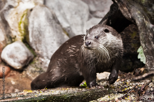 otter animal close-up, animal of Europe and Siberia © Mikhail Semenov