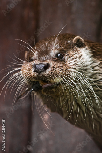 muzzle of an otter, portrait of a baleen otter - closeup animal animal of Europe and Siberia