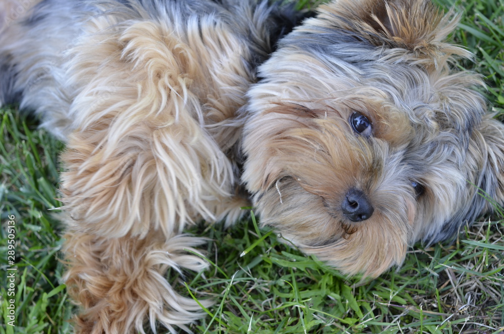 pies, yorkshire, terier, zwierzak, psinka, domowych, bystra, canino, braun, yorkshire terrier pies, yorkshire, terier, zwierzak, psinka, domowych, bystra, canino, braun, yorkshire terrier