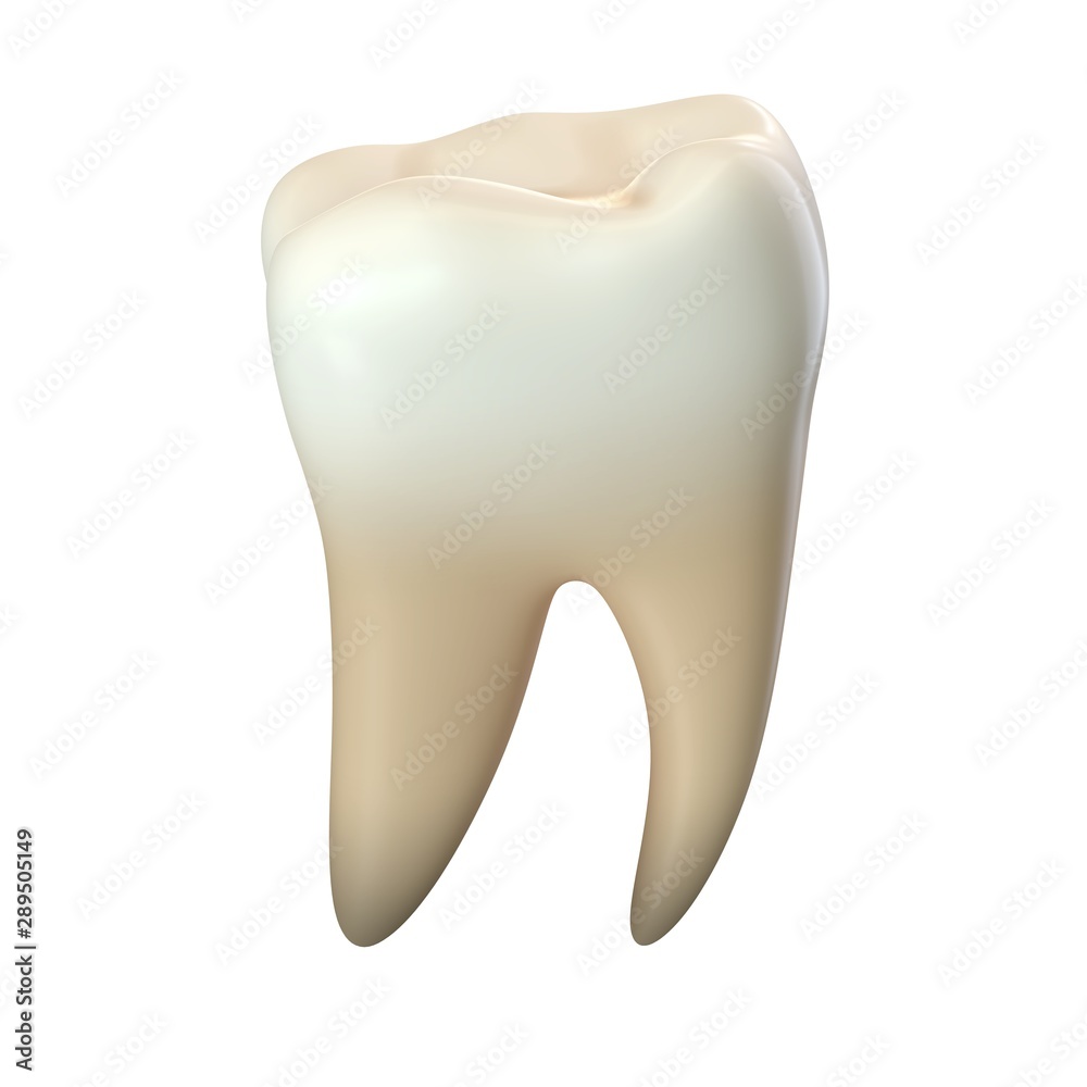 3D render of single molar tooth isolated on white 3D render of single molar tooth isolated on white