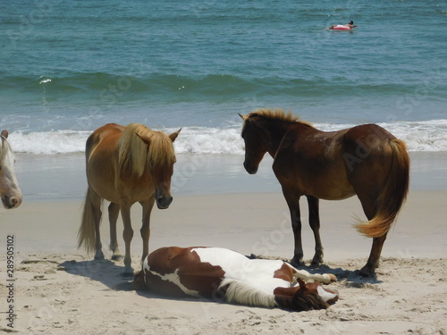 Four Horses of the Beach III