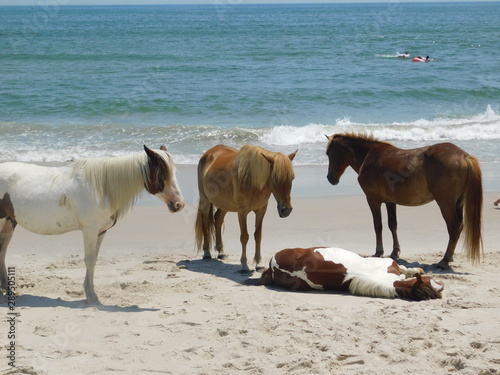 Four Horses of the Beach II