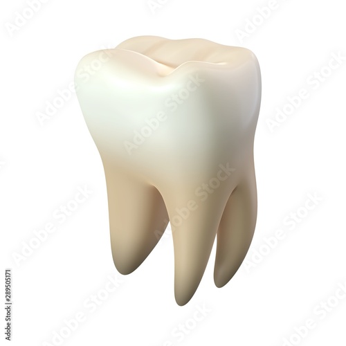 3D render of single molar tooth isolated on white