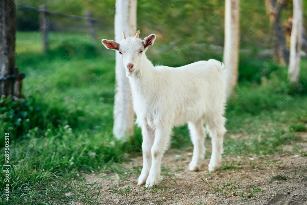 white goat on a meadow