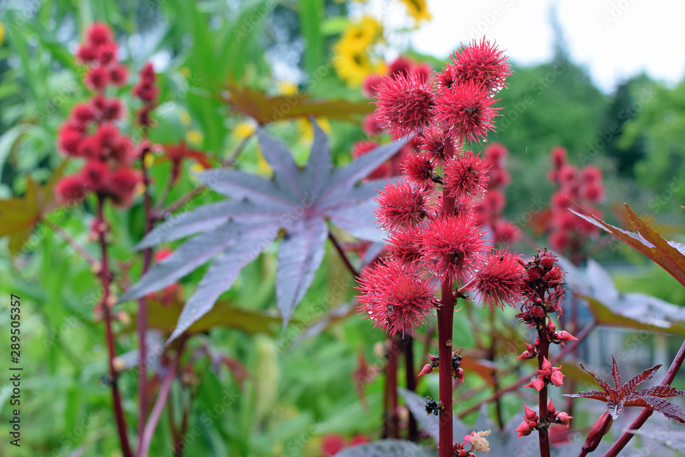 Ricinus communis, also known as castor bean or castor oil plant. It is the world's most poisonous common plant. Ricinus communis, also known as castor bean or castor oil plant. It is the world's most poisonous common plant.