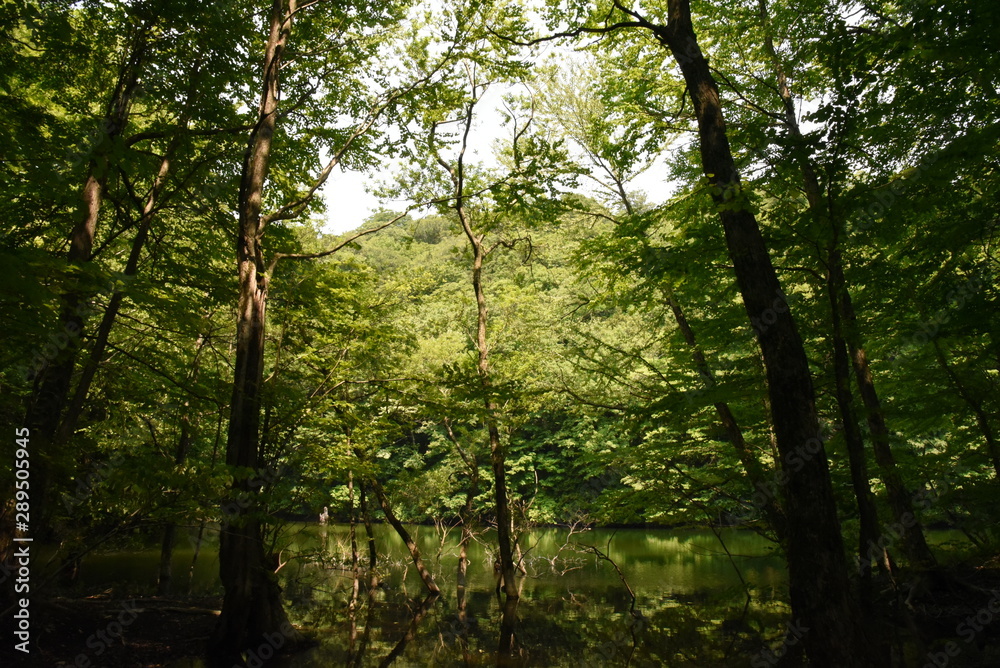 白神山地 白神山地