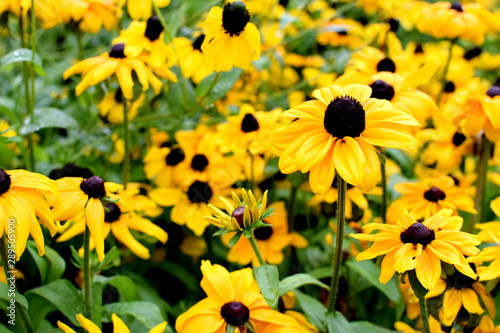 Obraz na plátne Rudbeckia hirta var