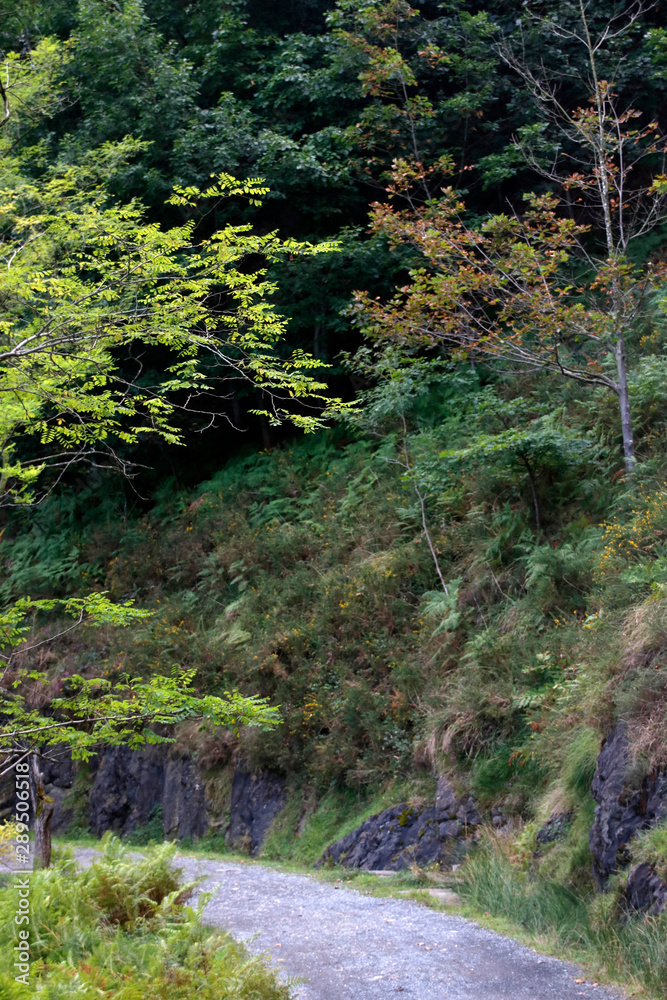 Vegetation in the woods