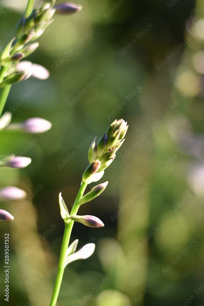 Obraz premium Blütenknospen einer Funkie (Hosta)