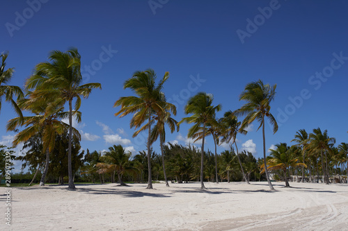 palm trees on the beach © SHOTPRIME STUDIO