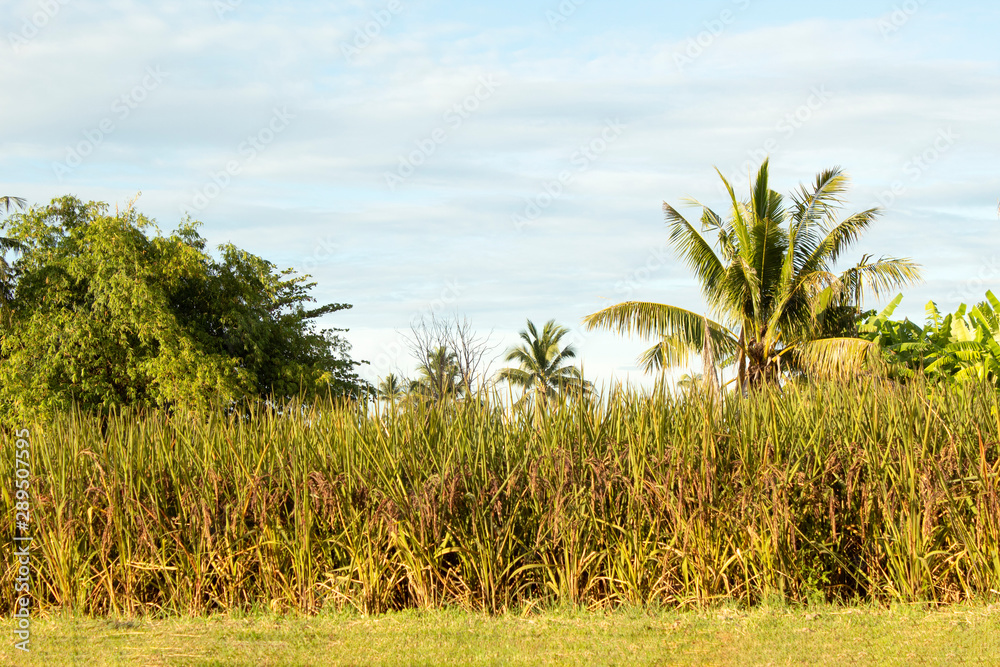 riceberry in nature field and sky riceberry in nature field and sky
