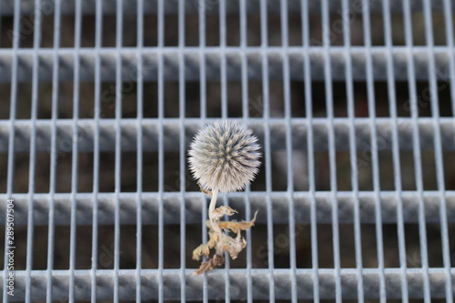 Distel auf Gitter 2