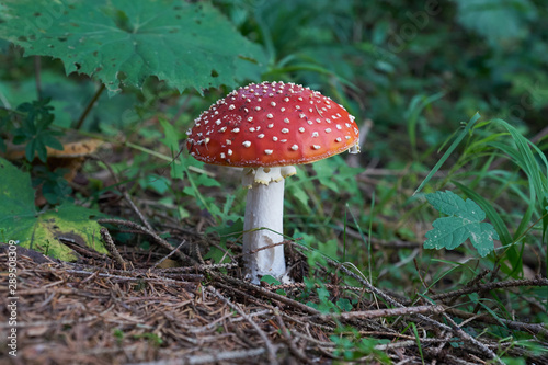 Amanita muscaria, commonly known as the fly agaric or fly amanita, is a basidiomycete of the genus Amanita. It is also a muscimol mushroom. Native throughout the temperate and boreal regions of the No