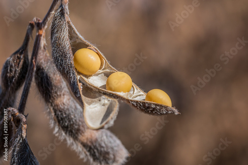 Agriculture, soybean seed details, closeup macro photography
