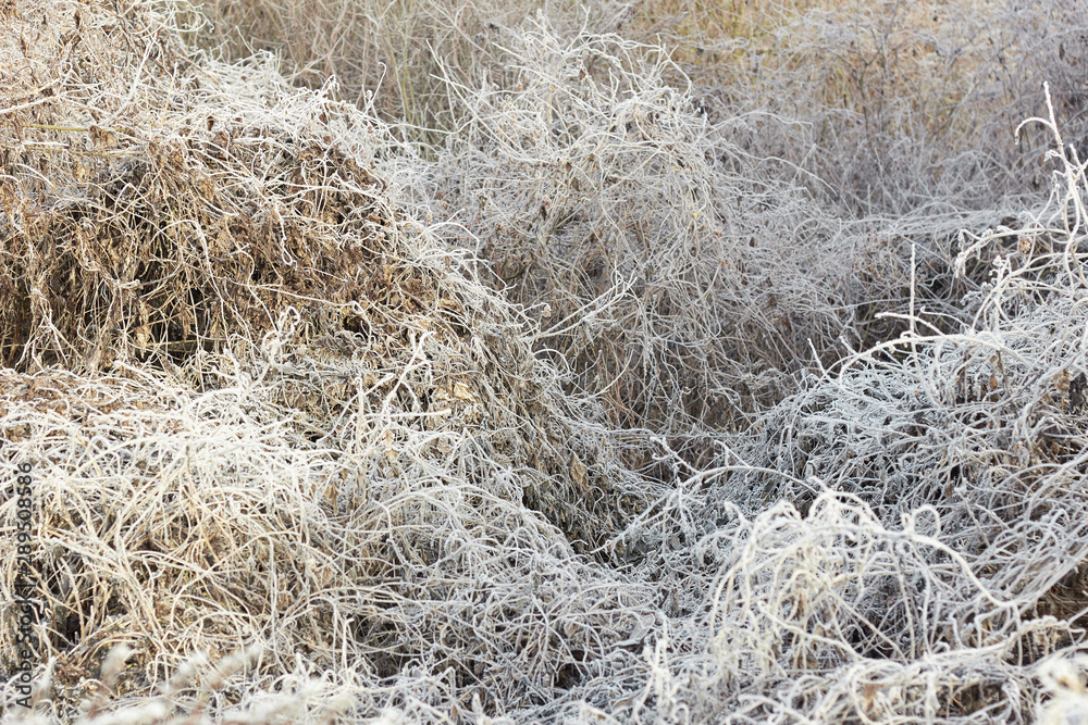 Rimed forest tree branches and dried plant with hoarfrost at early winter, beautiful christmas and new year background for your design, winter holidays and nature concept Rimed forest tree branches and dried plant with hoarfrost at early winter, beautiful christmas and new year background for your design, winter holidays and nature concept
