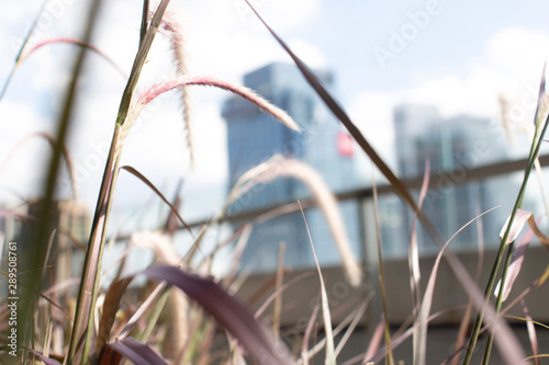 grass in the wind © wattanachai