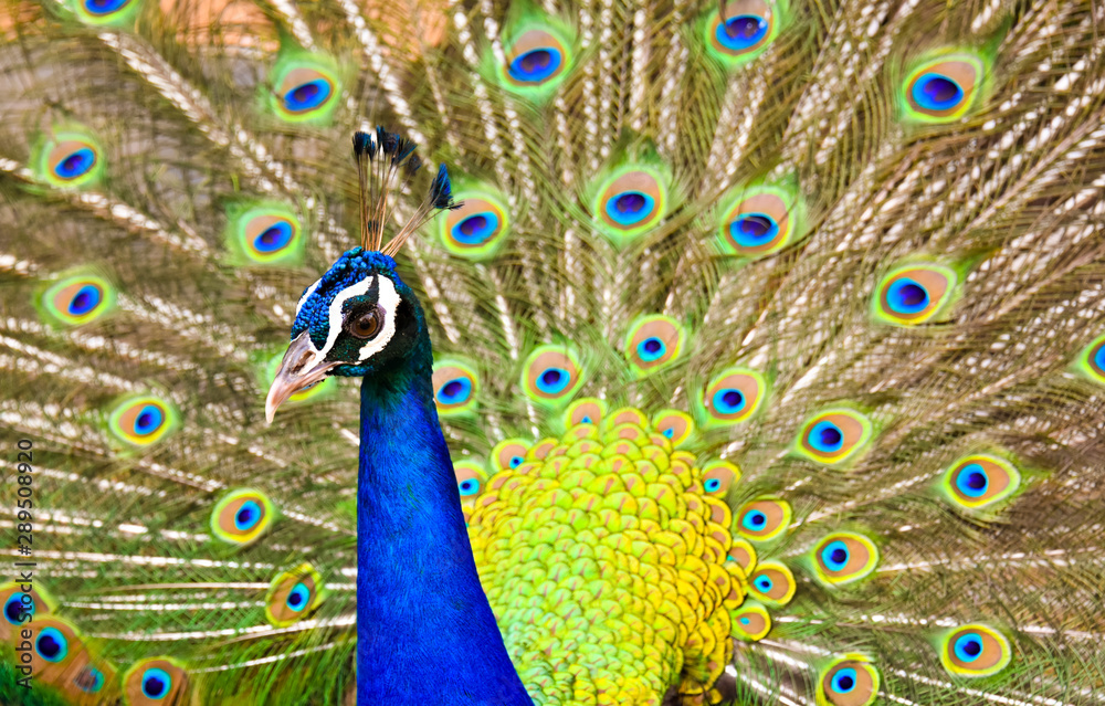 Obraz premium Peacock majestic with unfolded tail
