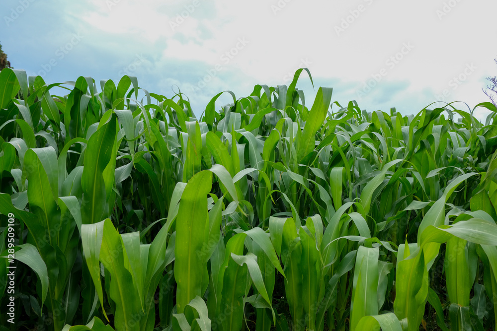 Obraz premium canna da zucchero