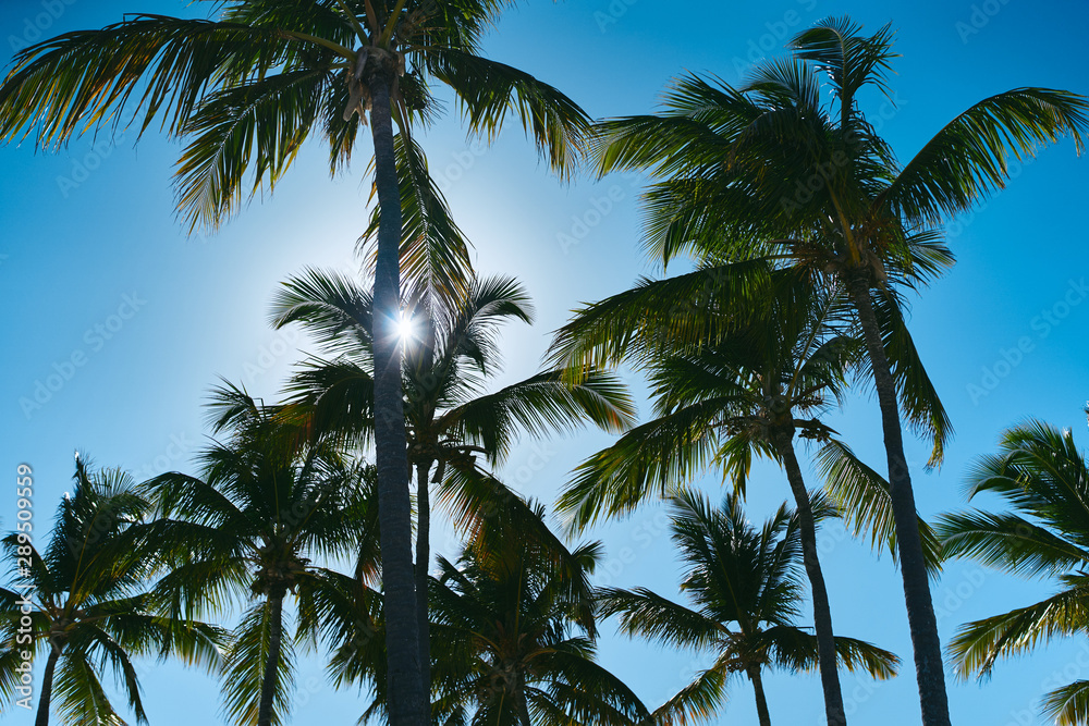 Fototapeta premium palm trees against blue sky