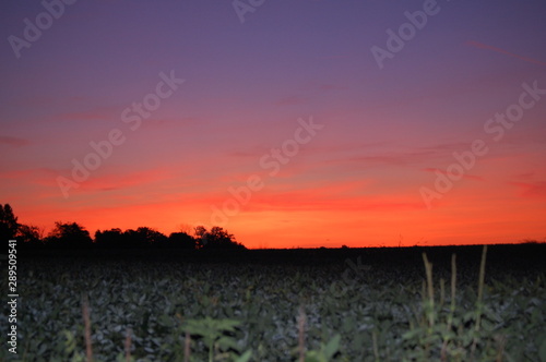 Gorgeous early morning sunrise over a soybean field in the heart of Ohio.