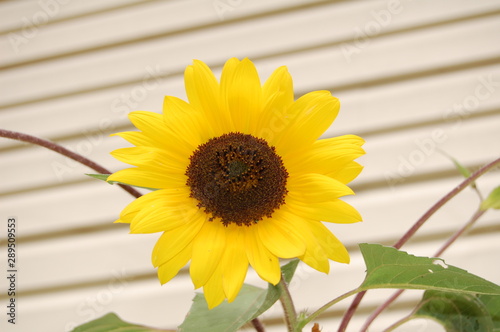 A beautiful, decorative sunflower beaming on a cool summer evening.