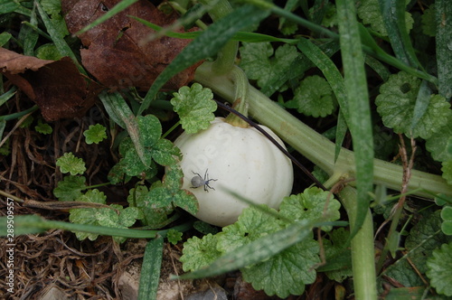 A baby stinkbug crawling on a miniature white, homegrown pumpkin.