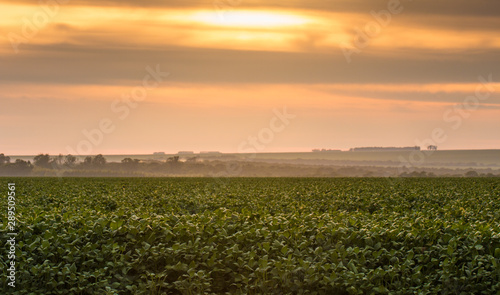 Agriculture  soybean crop  large field horizon blue sky