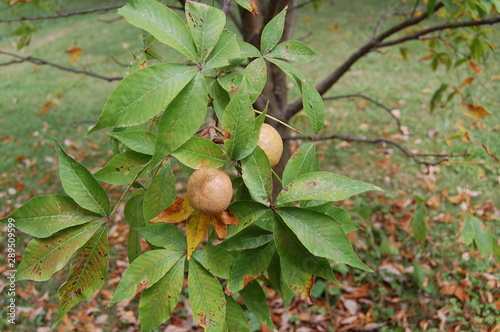 Two buckeyes waiting to ripen and fall from the tree on a lovely late August evening.