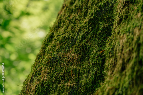 Beautiful closeup of green moss on on tree bark. Beautiful background of moss for wallpaper