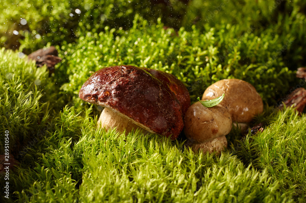 Three edible mushroom boletus on a green moss in forest