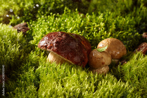 Obraz na płótnie Three edible mushroom boletus on a green moss in forest w salonie