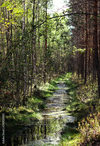 Fototapeta Naklejka Na Ścianę i Meble -  Summer landscape forest road